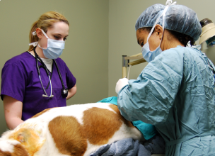The vet is treating a dog on the operating table