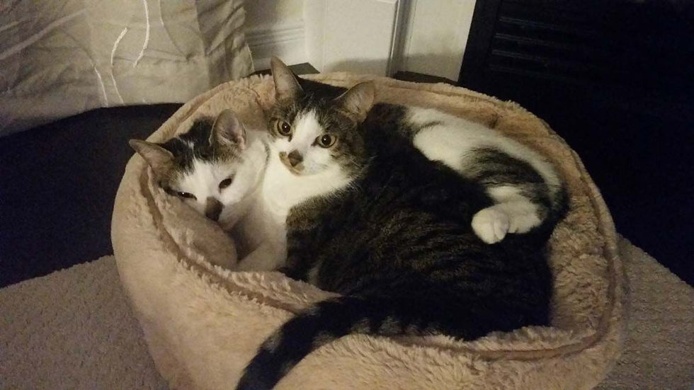 Cats - Sookie and Dexter