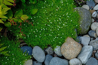 Green ground cover with white flowers and rocks