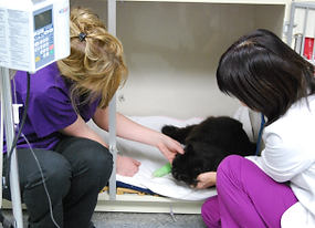 The staff is treating a pet after surgery.