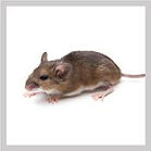 souris