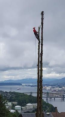Tree cutting