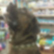 dog looking up at the owner