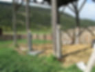 trees