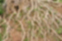Tree Roots