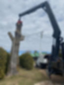 Coupe d'un tronc d'arbre à l'aide d'une nacelle élévatrice