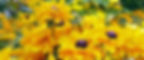Yellow flowers