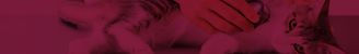 Cat banner