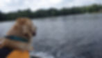 Dog - Callaway