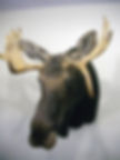 moose head