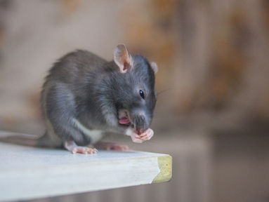 INFESTATION DE RONGEURS : LES SOURIS SONT-ELLES DANGEREUSES?