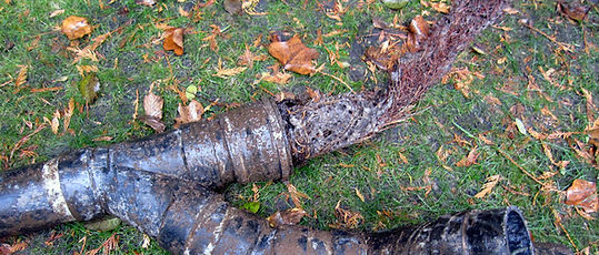 root infiltration