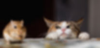 bgImage