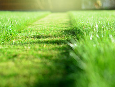 Benefits of Installing Sod
