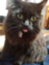 Cat - Taylor
