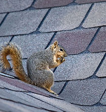 Squirrel on roof