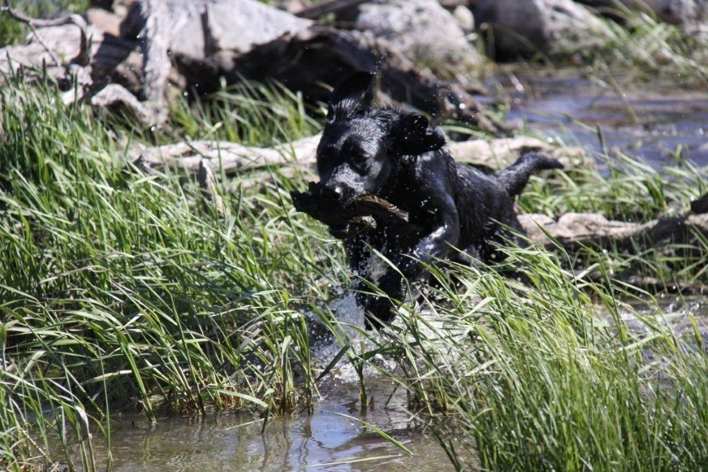 Pet Grooming Airdrie Pretty Paws Pet Grooming