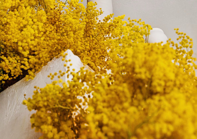 Mimosa installation with white background