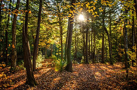 beautiful-shot-forest-with-green-trees-yellow-leaves-ground-sunny-day.jpg