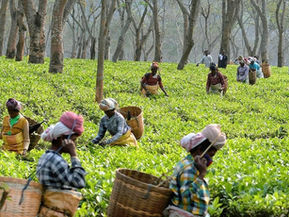 The Immigrant Tribes Of Tripura