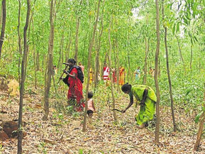 Why Adivasis Need The Forest Rights Act