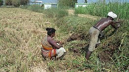 The Light Of 75th Amrit Mahotsav Yet To Illuminate The Irular Adivasi Homes