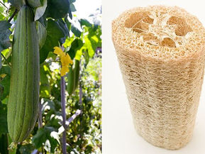 5 Sustainable Lifestyle Practices Of Tribes From Tripura