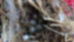 Close-up of a nest we pulled from a dryer vent that had 6 babes in it!