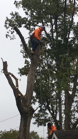 cuuting tree joel rigo