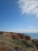 Fun fact: Torrey Pine trees only grow within the reserve and on Santa Rosa Island