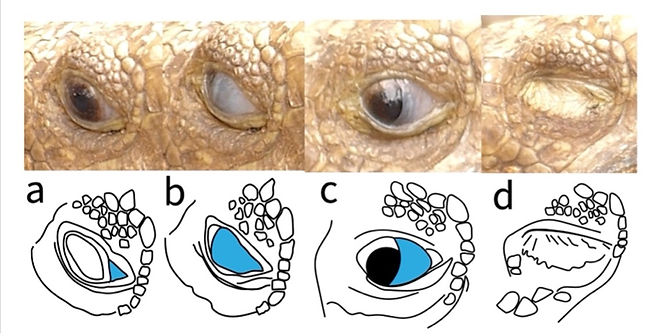 Leopard tortoise.jpg