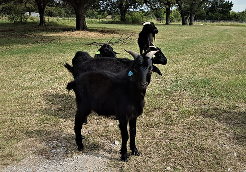 meat goats.jpg