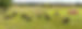 pastured goats.jpg