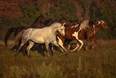 pastevní ustájení 3.jpg