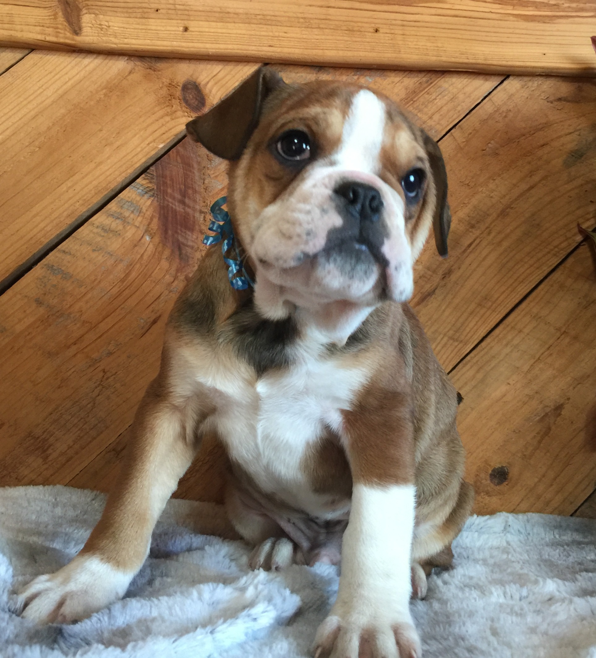 Olde English Bulldoges Wheeler's Puppy Place