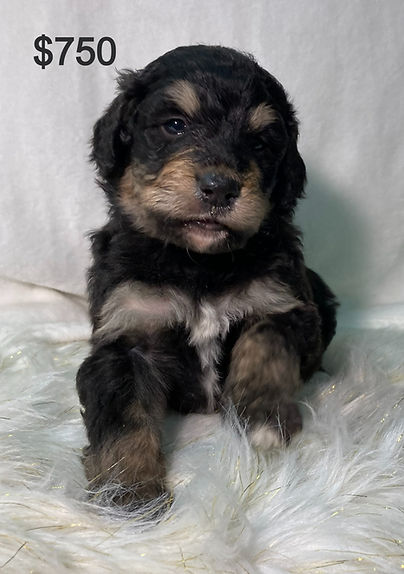 tri-colored puppy