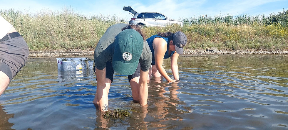 Abi Emily Parker Research in the Lagoon 7