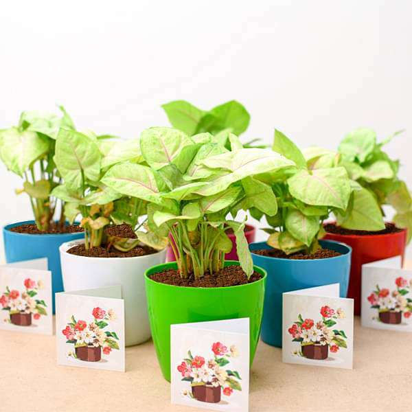 Syngonium Cream Allusion Plant for Coporate Office pack of 5,10,15,20,30