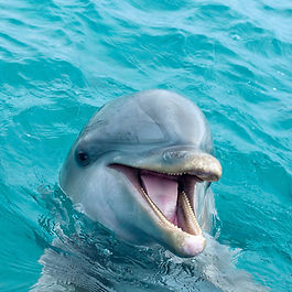 Dolphin Spotting in Lancelin Bay