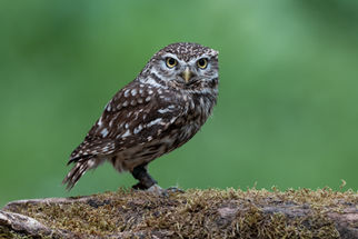 Steinkauz, Fotoworkshop Eulen, Käuze, Greifvögel