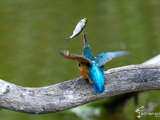 Erfahrungsbericht zu den Festbrennweiten Sony FE 400 mm F4.5 GM OSS und Sony FE 600 mm F6.3 GM OSS, Naturfotografie, Vogelfotografie, Die neuen Sony Objektive