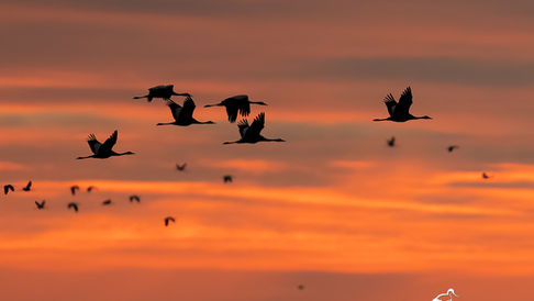 Kraniche, Zug, Lac du Der, Naturwunder, Naturphänomen, Naturfotografie, Vogelfotografie