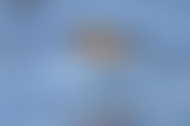 Vogelparadies Helgoland