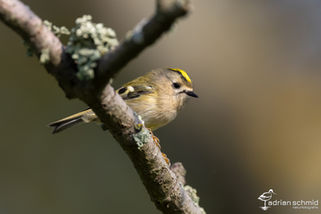Kungsfågel (Wintergoldhähnchen)