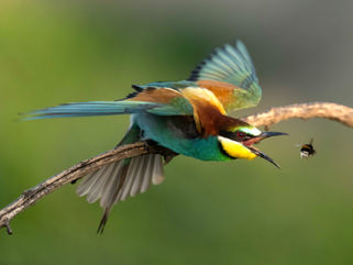 Bienenfresser, Ungarn, Bence Máté, Naturfotografie, Vogelfotografie, Adrian Schmid
