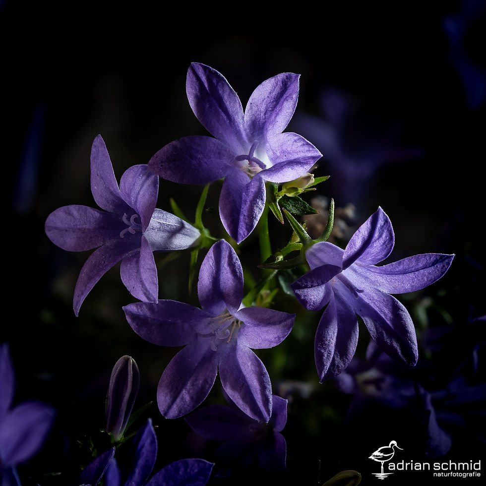 Blumenmotiv, Bilddaten: 1/640 Sek, f/4.0, ISO 100, 90mm Brennweite, Stack aus ca. 60 Bildern, Freihand