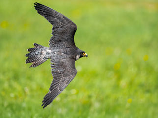 Vogelfotografie, Portraitfotografie, Vögel im Flug, Eulen, Käuze, Greifvogel, Steinkauz