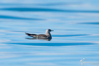 Raubmöwen am Bodensee