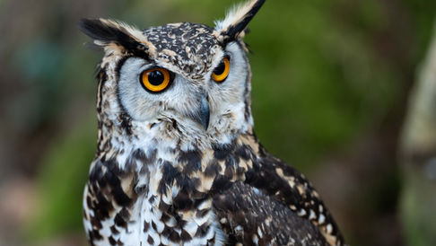 Vogelfotografie, Portraitfotografie, Vögel im Flug, Eulen, Käuze, Greifvogel, Steinkauz