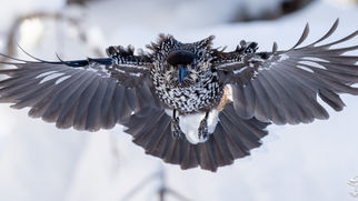 Tannenhäher in Sofia, Bulgarien